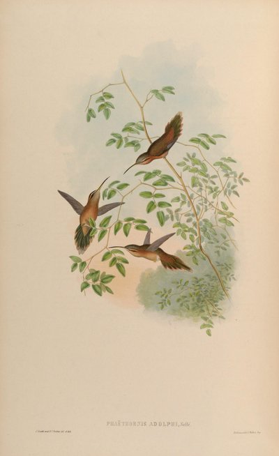 Phaethornis striigularis saturatus by John Gould